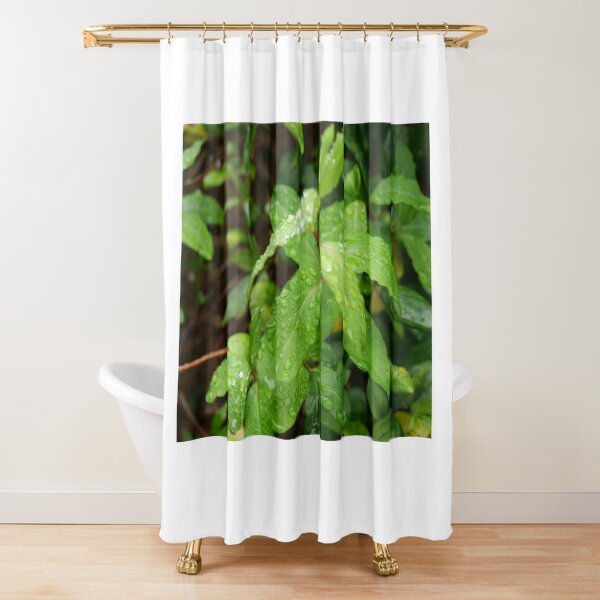 Water Drop or dew on Leaf with green background Shower Curtain
