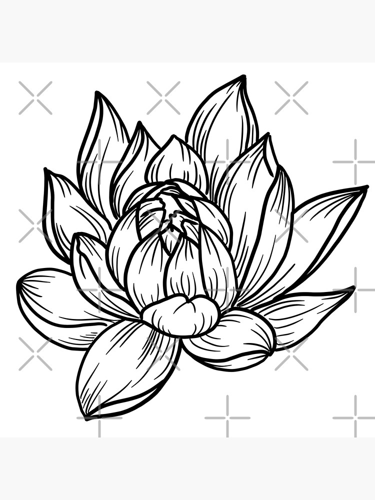 Easy Lotus Drawing