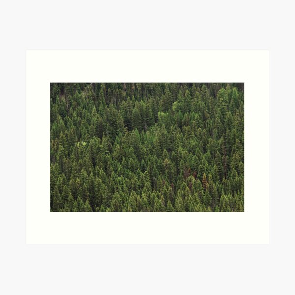 Item preview, Pacific NW Tree Texture designed and sold by Sam Wagner.