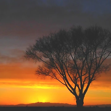 Artwork thumbnail, Sunset Tree by RiffXS