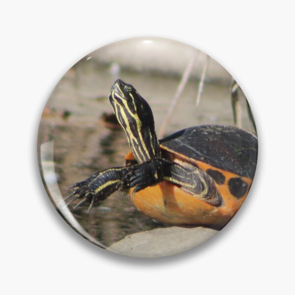 Item preview, Basking Turtle designed and sold by EyeMusic.