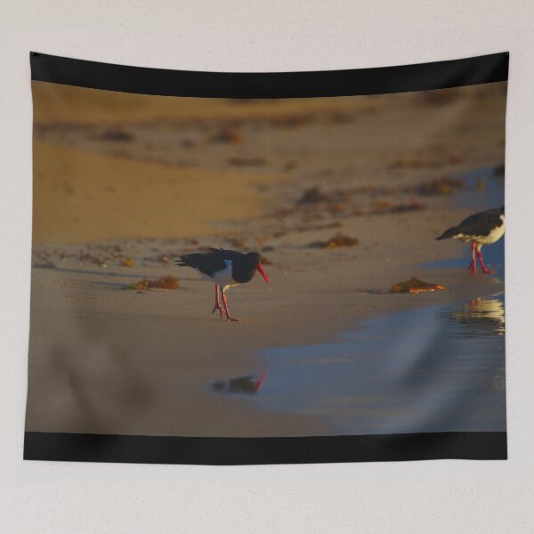Item preview, A Pied Oyster Catcher At Sunrise designed and sold by Jason Gilbert.