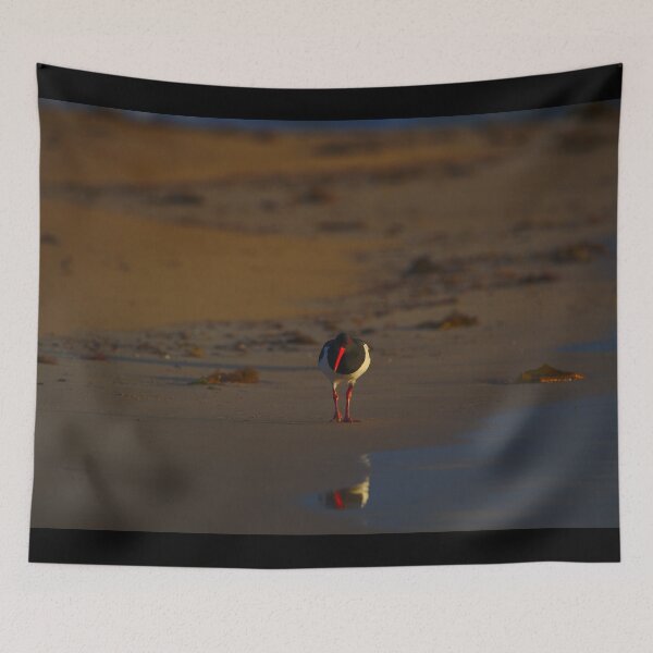 Item preview, A Pied Oyster Catcher At The Break Of Dawn designed and sold by Jason Gilbert.