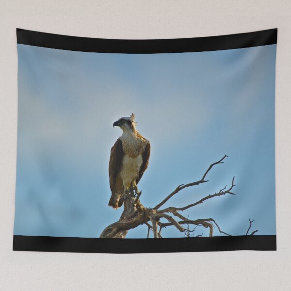 Item preview, An Osprey Perched High Looking Into The Wind designed and sold by Jason Gilbert.