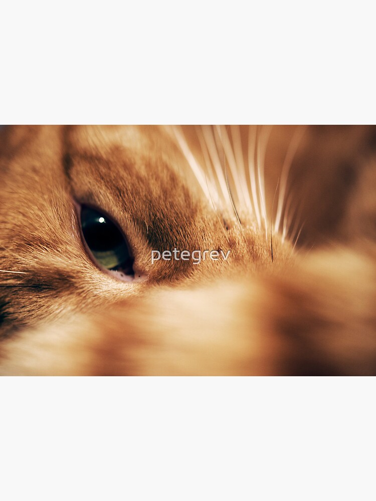 Day 152 - 9th December 2011 by petegrev