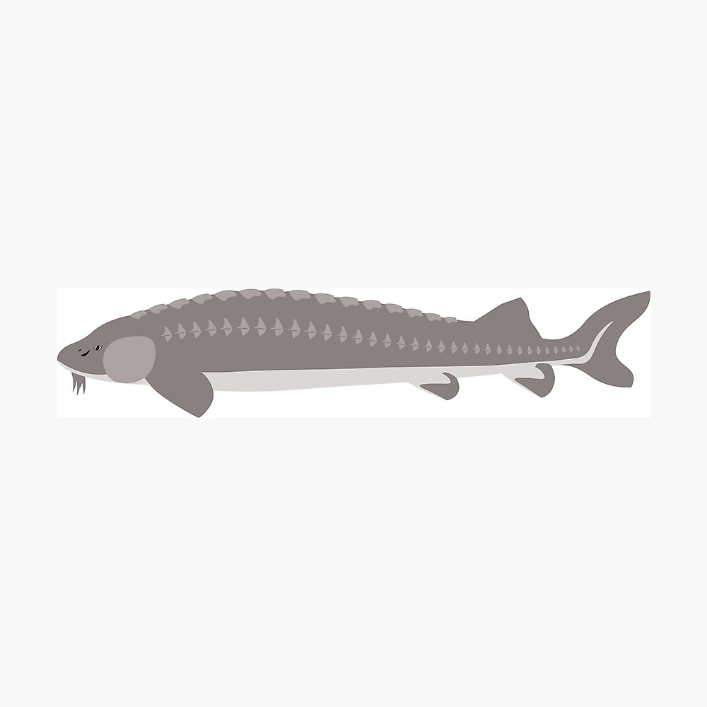 Lake Sturgeon Poster