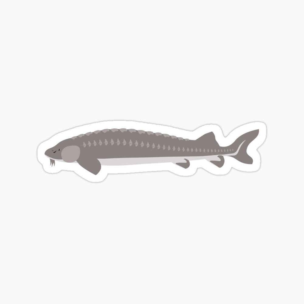 Lake Sturgeon Poster