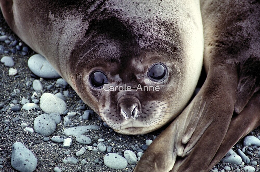 Babies Nose To Tail Southern Elephant Seal Pups Macquarie Island By Carole Anne Redbubble