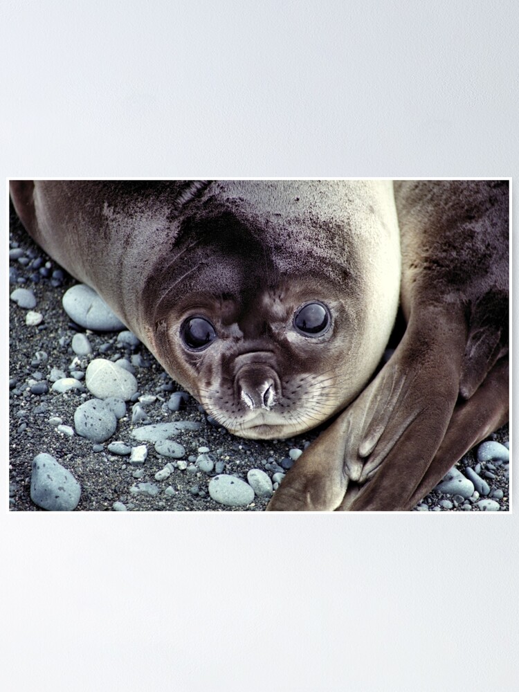 Babies Nose To Tail Southern Elephant Seal Pups Macquarie Island Poster By Carole Anne Redbubble
