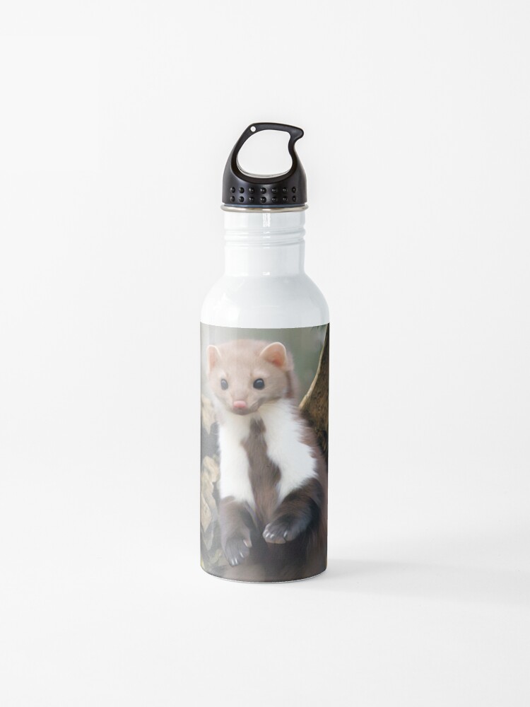 ferret water