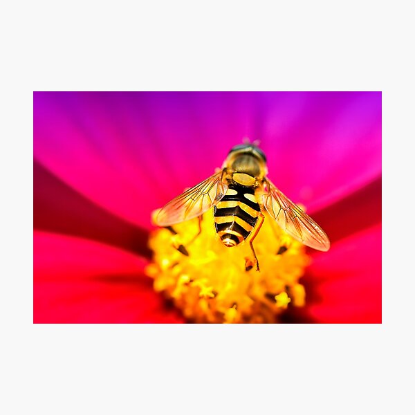 Flower feeding Hoverfly Photographic Print