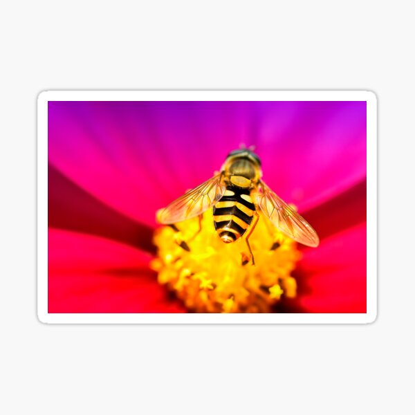 Flower feeding Hoverfly Sticker
