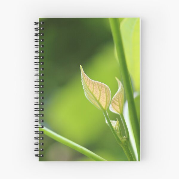 Item preview, Catalpa young leaf designed and sold by Grégory DUBUS.
