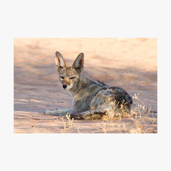 Black-backed Jackal Photographic Print