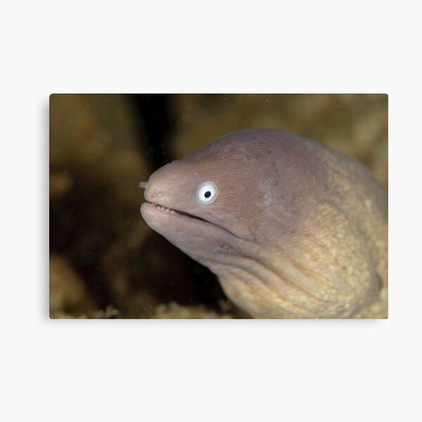 Greyface Moray - Siderea thyrsoidea Canvas Print