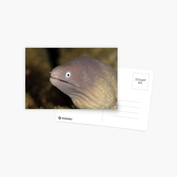Greyface Moray - Siderea thyrsoidea Postcard