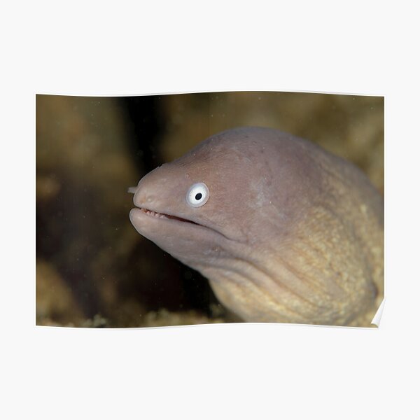 Greyface Moray - Siderea thyrsoidea Poster