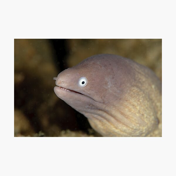 Greyface Moray - Siderea thyrsoidea Photographic Print