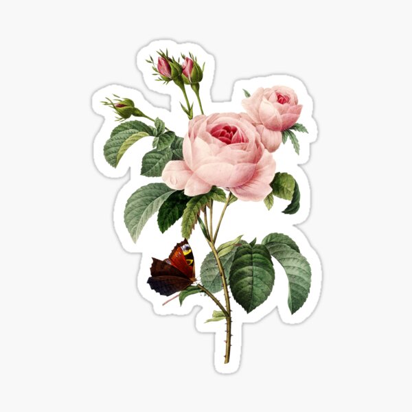 Vintage Provence Rose (Rosa centifolia) Flower Botanical Illustration Sticker