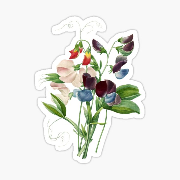 Vintage Sweet Pea (Lathyrus Odoratus) Flower Botanical Illustration Sticker