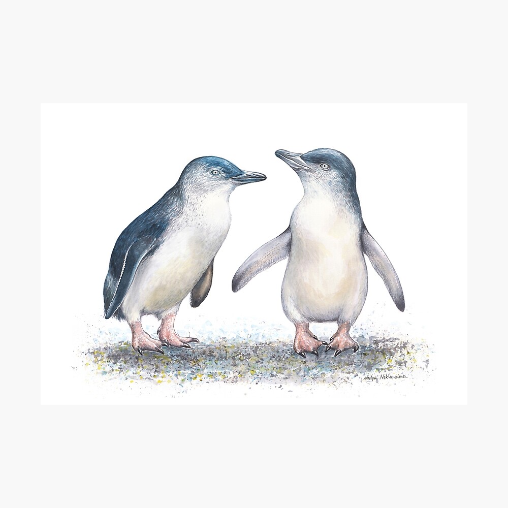 Fairy Penguin Fishing Stories By Nadya Neklioudova Poster By Nadyawildlife Redbubble