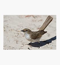 Kalahari Scrub-Robin Photographic Print
