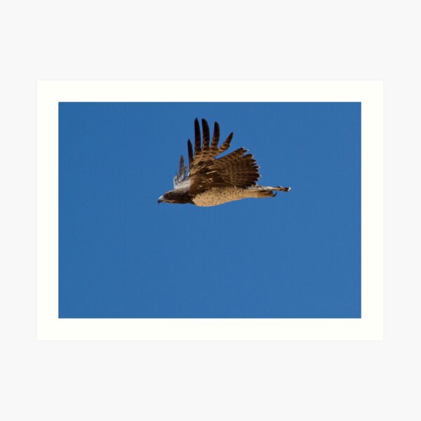 Martial Eagle Flight Art Print