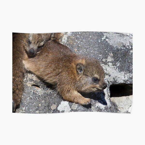 Young Dassie Poster