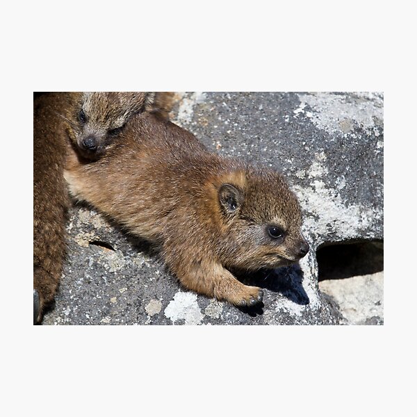 Young Dassie Photographic Print