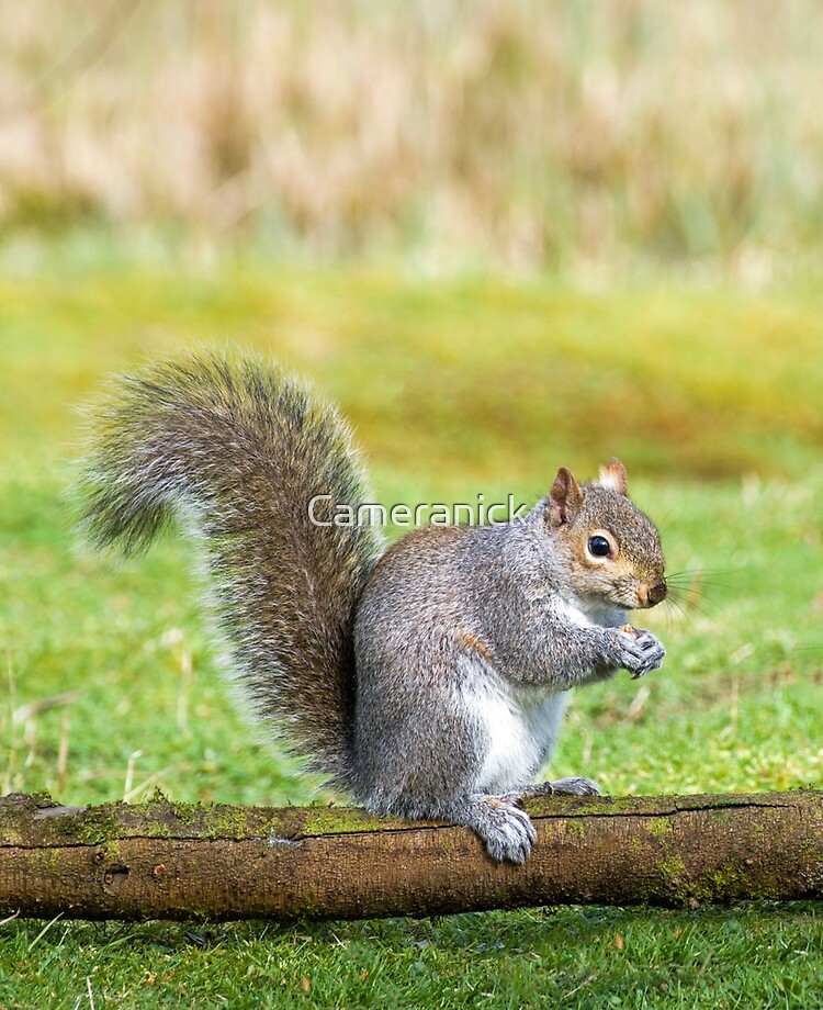 Grey Squirrel perched on a log. Possibly one of the cheekiest wild