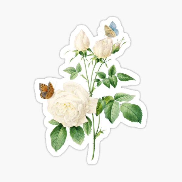 Vintage White Bengal Rose (Bengale The Hymenee) Flower Botanical Illustration Sticker