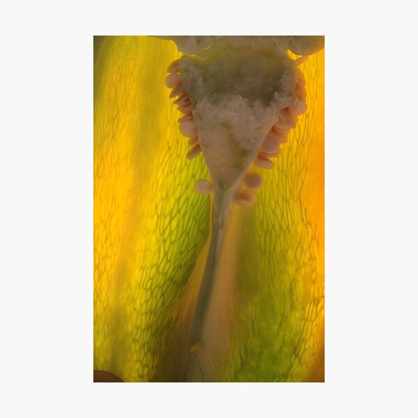 sacred Photographic Print