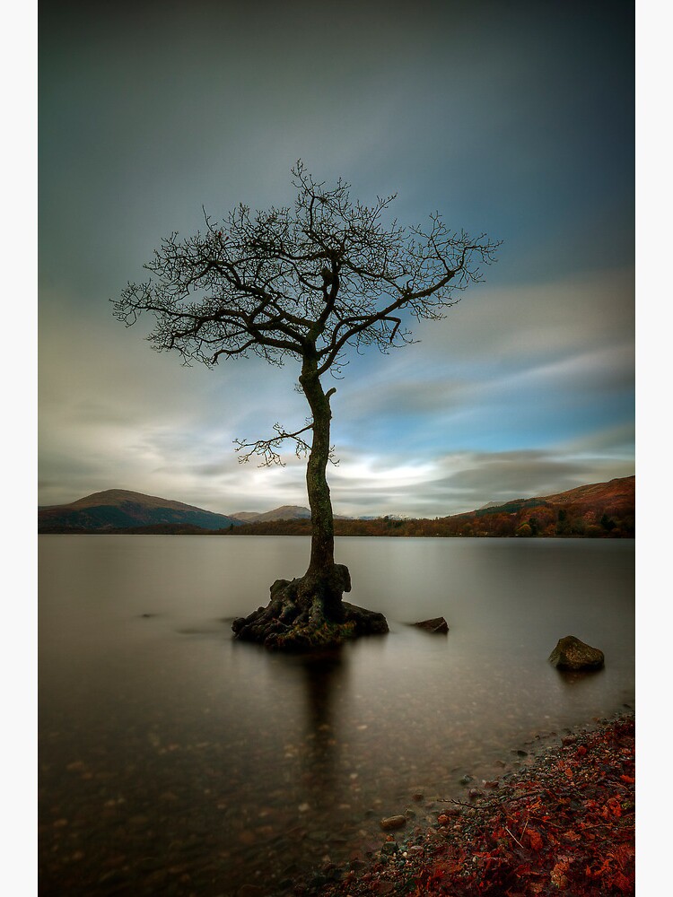 Milarrochy Tree (1) by Shuggie