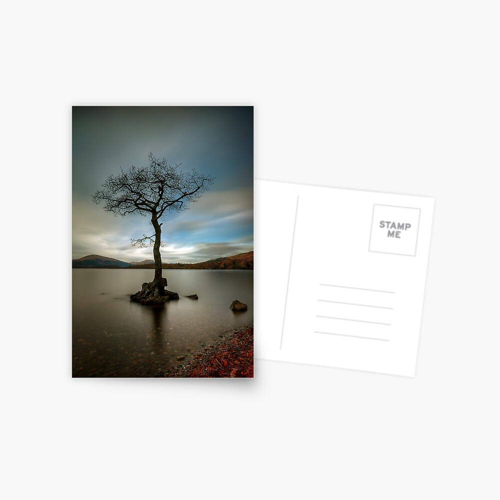 Milarrochy Tree (1) Postcard