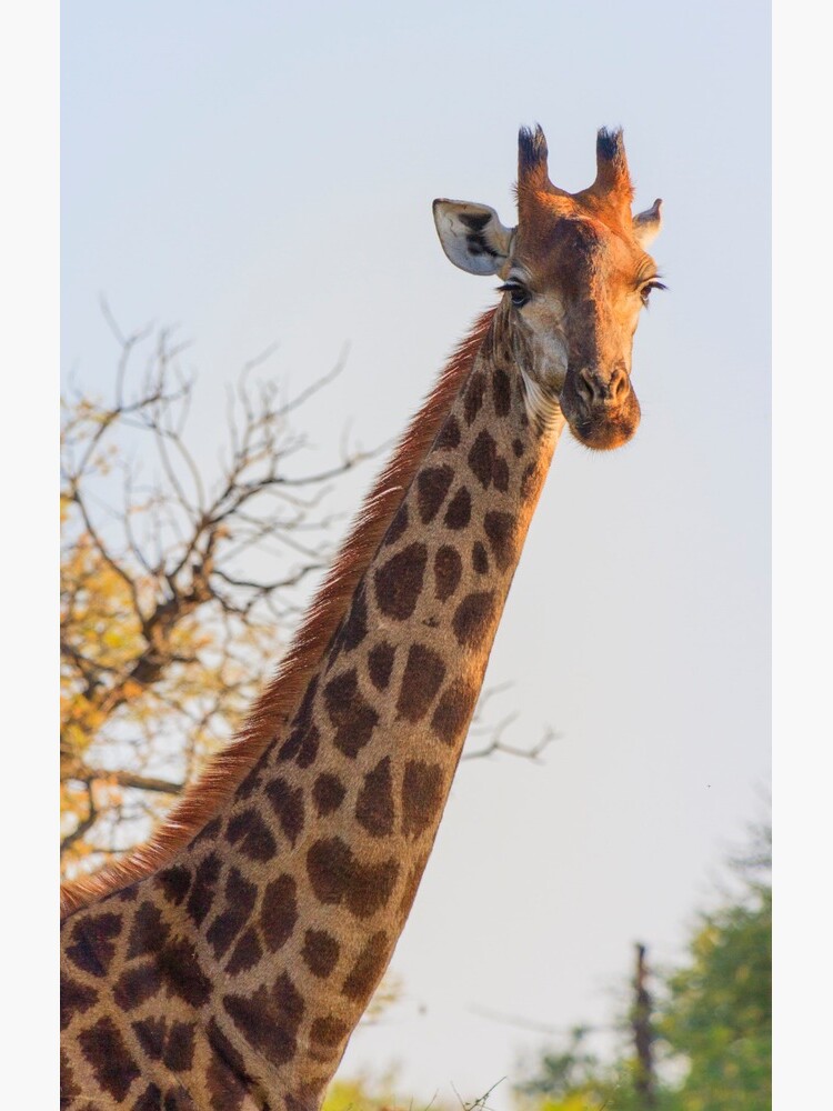Early Morning Giraffe Portrait by petrusb22