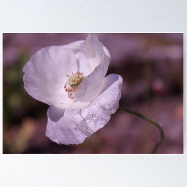 Item preview, white poppy designed and sold by millymuso.