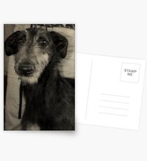 Scottish Deerhound Postcards