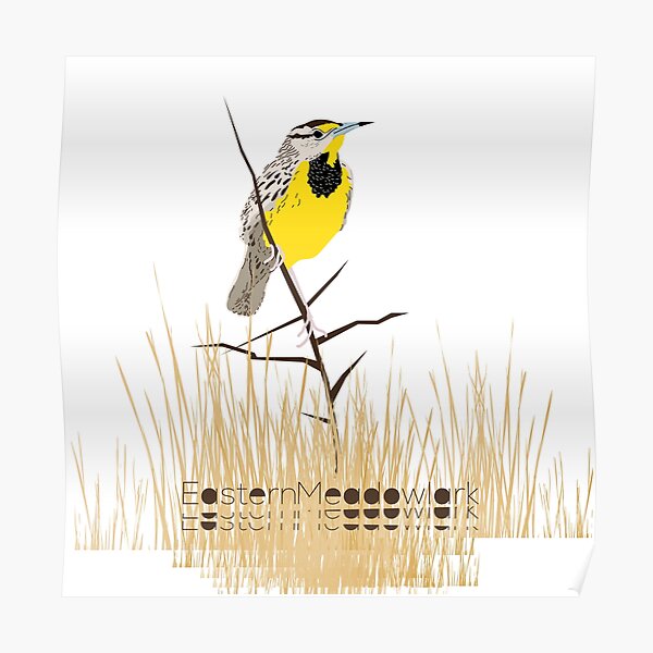 Eastern Meadowlark Poster
