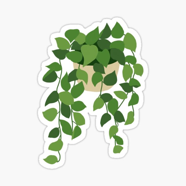 Pothos Plant Sticker