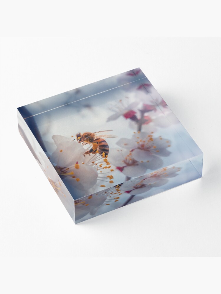 Alternate view of honey bee on apricot flowers Acrylic Block