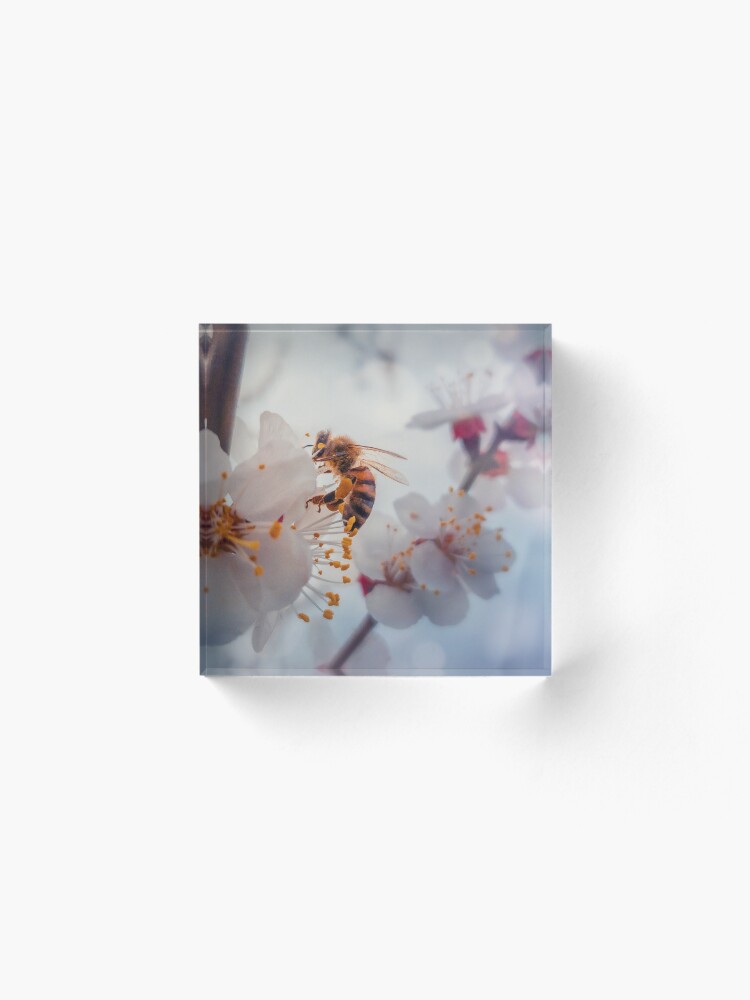 Alternate view of honey bee on apricot flowers Acrylic Block