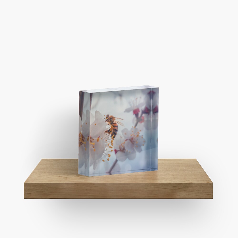 honey bee on apricot flowers Acrylic Block