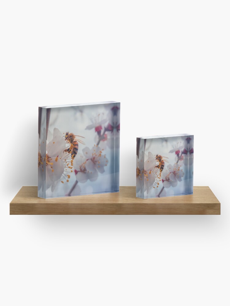 Alternate view of honey bee on apricot flowers Acrylic Block