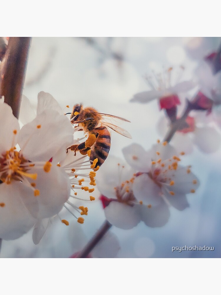 honey bee on apricot flowers by psychoshadow