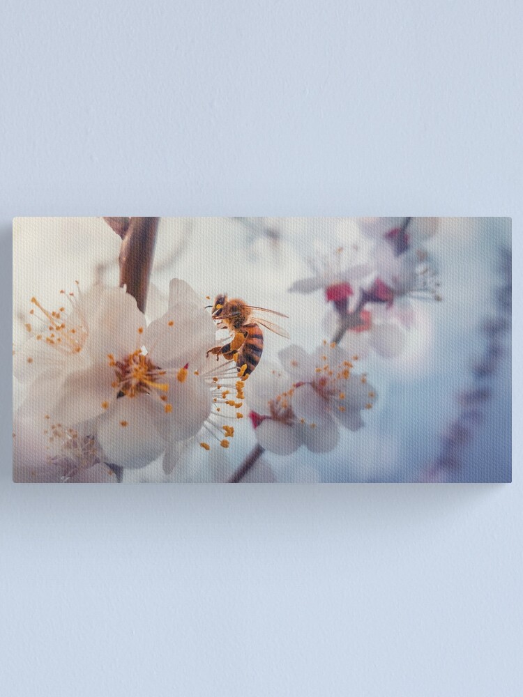 Alternate view of honey bee on apricot flowers Canvas Print