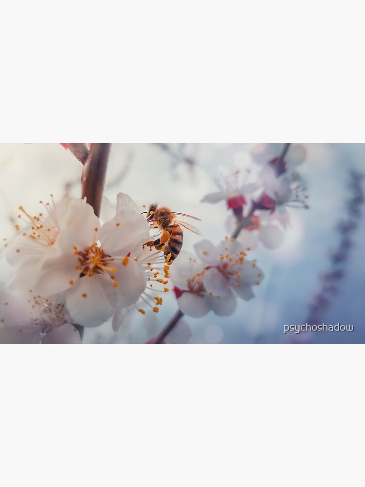honey bee on apricot flowers by psychoshadow