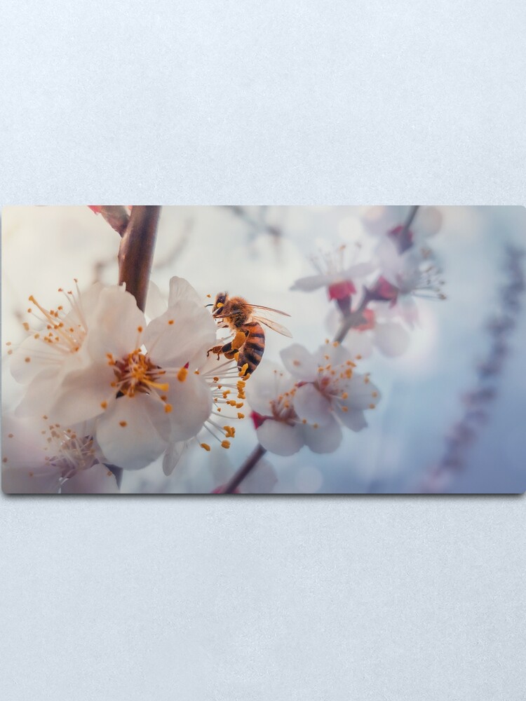 Alternate view of honey bee on apricot flowers Metal Print