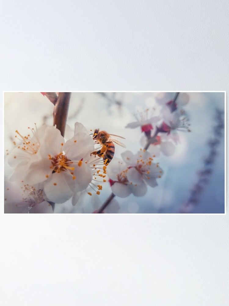 Alternate view of honey bee on apricot flowers Poster