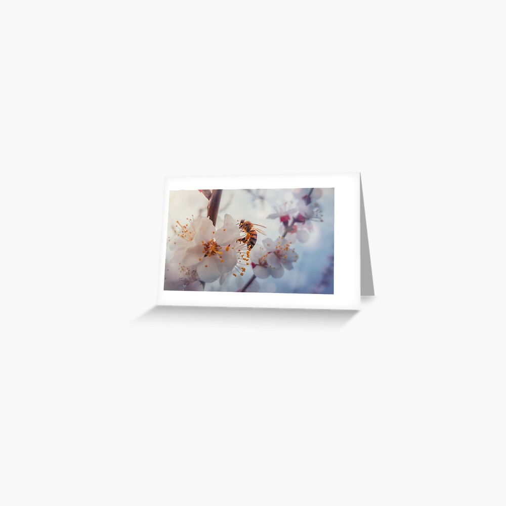 honey bee on apricot flowers Greeting Card