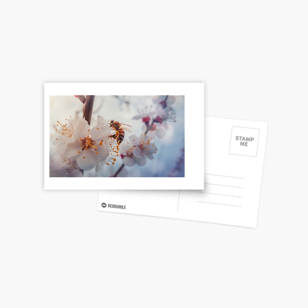 honey bee on apricot flowers Postcard